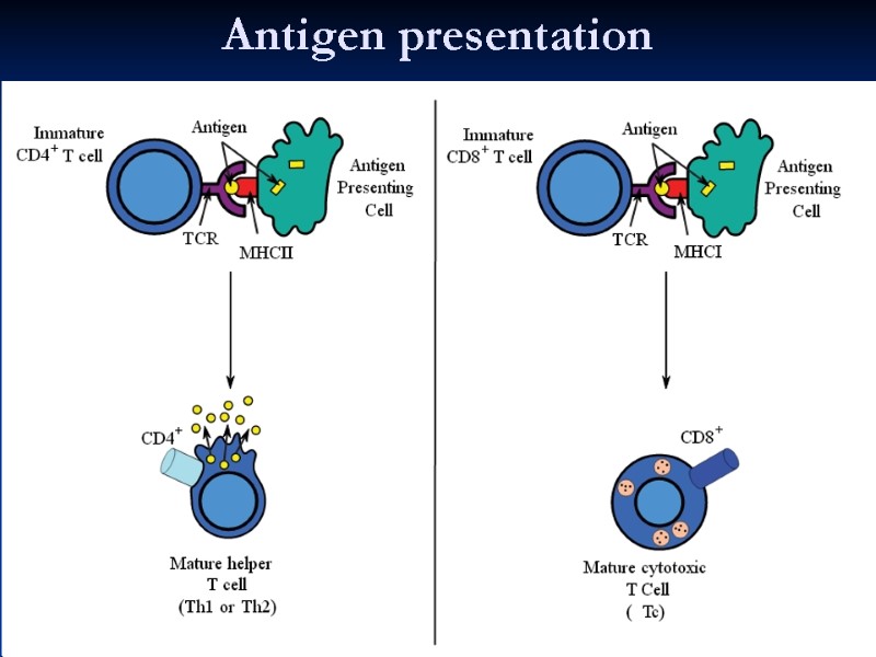 Antigen presentation